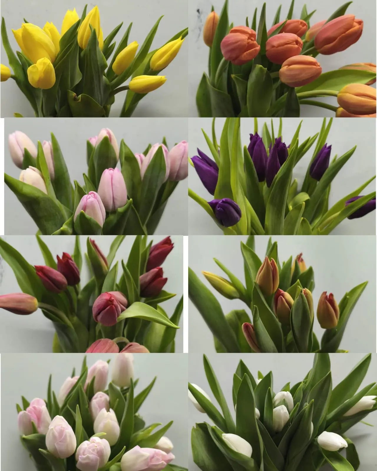 Make Your Own Tulip Bouquet